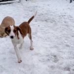 20260105-fotos-perdita-3
