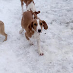 20260105-fotos-pongo-1