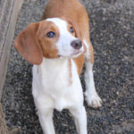 20260222-fotos-perdita-2