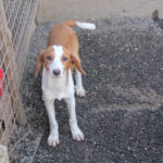 20260222-fotos-perdita-3