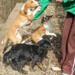20260222-fotos-perdita-5