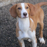 20260222-fotos-pongo-1