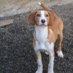 20260222-fotos-pongo-2