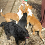 20260222-fotos-pongo-3