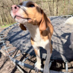 20260405-fotos-pongo-1