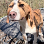 20260405-fotos-pongo-2