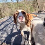 20260405-fotos-pongo-4