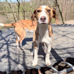 20260405-fotos-pongo-5