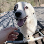 20260405-fotos-pupin-1