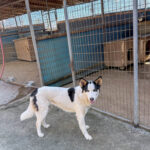 20260405-fotos-sasaki-3