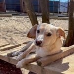 20260405-fotos-sassy-9