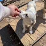 20260405-fotos-skipper-2