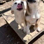 20260405-fotos-skipper-3