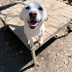 20260405-fotos-skipper-4