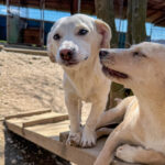 20260405-fotos-skipper-6