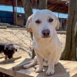 20260405-fotos-skipper-7