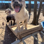 20260405-fotos-smoky-1