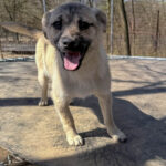 20260405-fotos-smoky-2