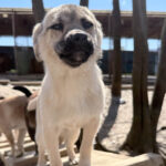 20260405-fotos-smoky-3