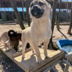 20260405-fotos-smoky-4