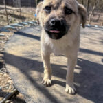 20260405-fotos-smoky-5