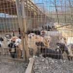 20260405-fotos-suzuki-01