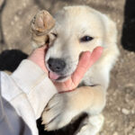 20260405-fotos-suzuki-02