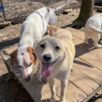 20260405-fotos-suzuki-04