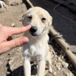 20260405-fotos-suzuki-10