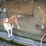 20260407-fotos-perdita-2