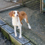 20260407-fotos-perdita-3
