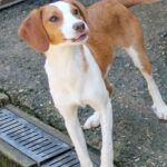 20260407-fotos-perdita-4