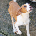 20260407-fotos-perdita-6