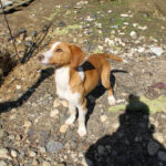 20260407-fotos-pongo-1