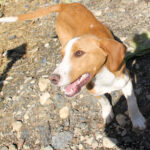 20260407-fotos-pongo-2