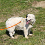 20260407-fotos-pupin-02