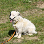 20260407-fotos-pupin-07