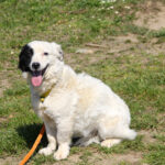 20260407-fotos-pupin-10