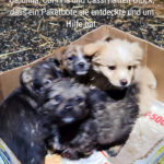 20260419-news-chiquita, cassi, corinna, carolina