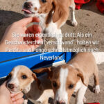 20260419-news-pongo, perdita