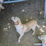 20260530-fotos-sassy-2