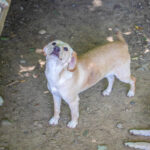 20260530-fotos-sassy-3