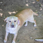 20260530-fotos-sassy-4