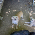 20260530-fotos-sassy-5