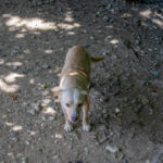 20260530-fotos-sassy-7