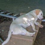20260530-fotos-skipper-02