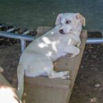 20260530-fotos-skipper-10