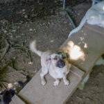 20260530-fotos-smoky-1