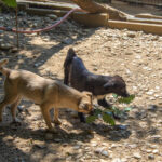 20260623-fotos-smoky-02