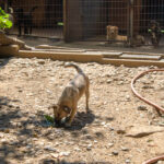 20260623-fotos-smoky-05